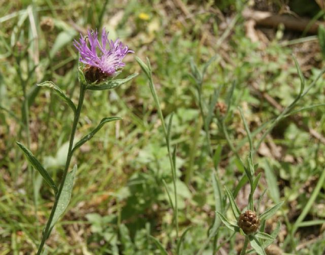 Centaurea jacea